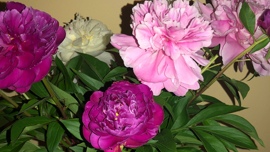 From Peony Buds to Bag Ideas: A Creative Bloom